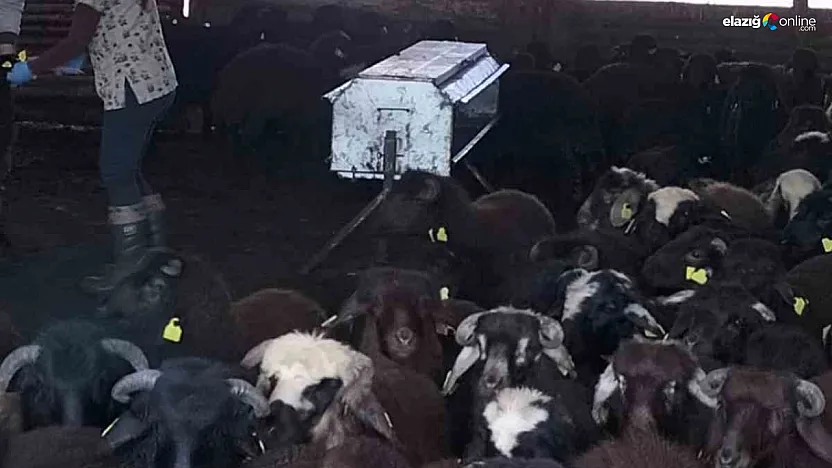 Elazığ'da Küçükbaş Hayvanlar İçin Aşılama ve Küpeleme Seferberliği!