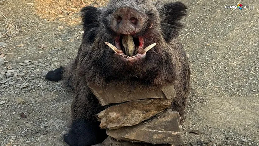 Çiftçilerin korkulu rüyasıydı: 200 kiloluk yaban domuzu avlandı