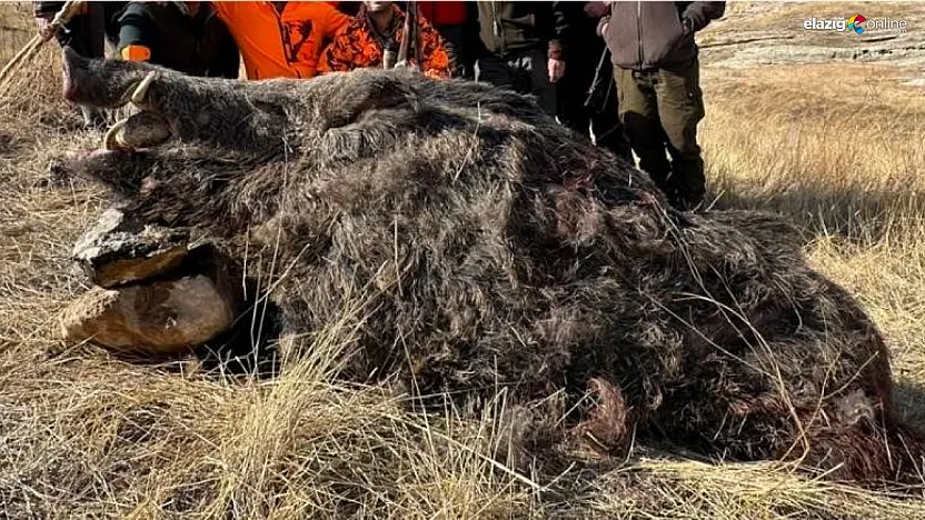 Elazığ'da Çiftçilerin Korkulu Rüyası Olan Dev Domuz Avcılardan Kaçamadı!