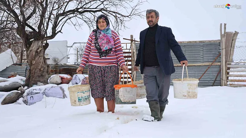 Hayvan beklemez, soğuk dinlemez: İşte Elazığlı besicinin şafak mesaisi