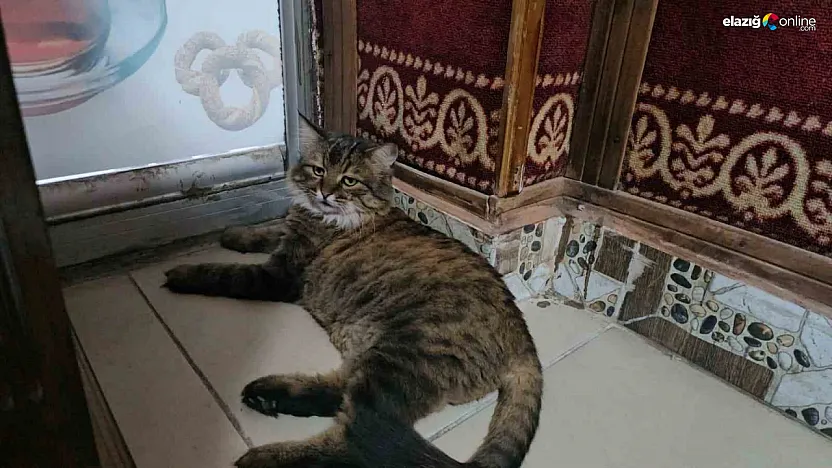 Sevimliliğiyle Mahallelinin Gönlünü Fetheden Kedi: 'Bıdık'