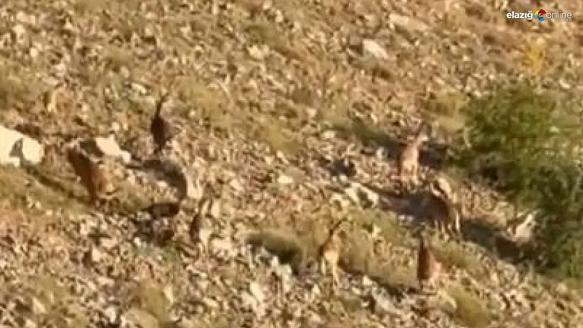 Elazığ'ın Dağlarında Sessiz Tanıklar: Dağ Keçileri Böyle Görüntülendi!