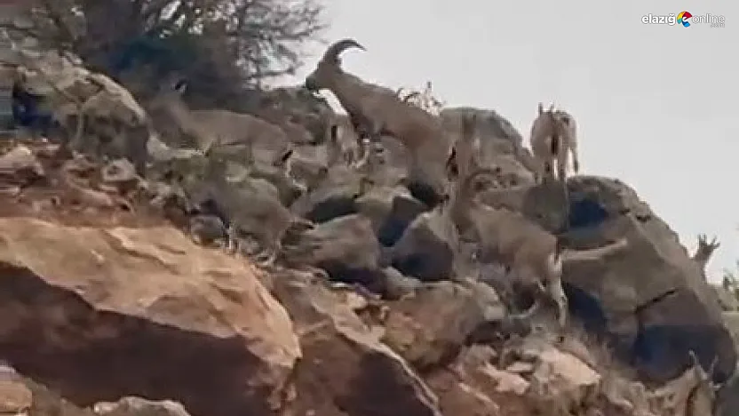 Palu'da Koruma Altındaki Dağ Keçileri Sürü Halinde Görüntülendi!