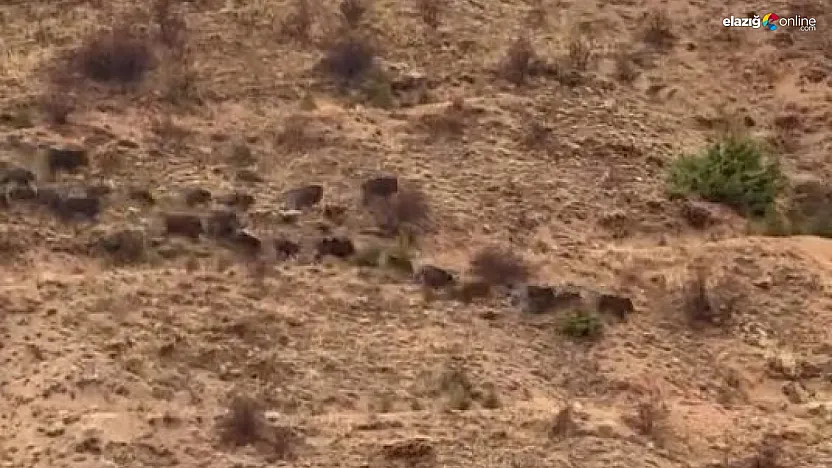 Baskil'de Yiyecek Arayan Domuzlar Kameraya Yakalandı!