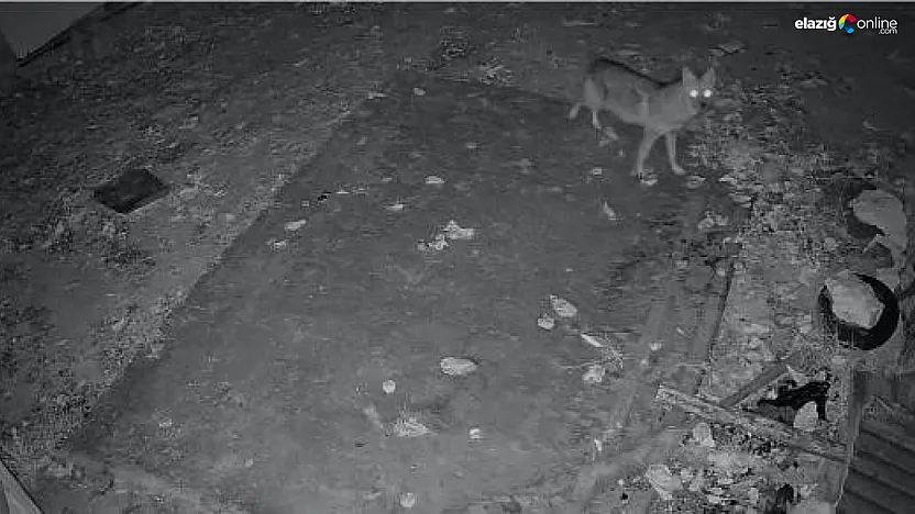 Elazığ'da Köy Sakinlerini Şaşırtan Misafir!