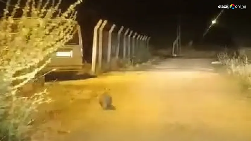 Kırmızı Listedeki Porsuk Elazığ'da Kameraya Takıldı!