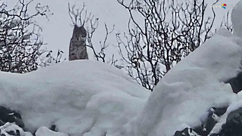 'Ormanın hayaleti' Karakoçan'da iz bıraktı