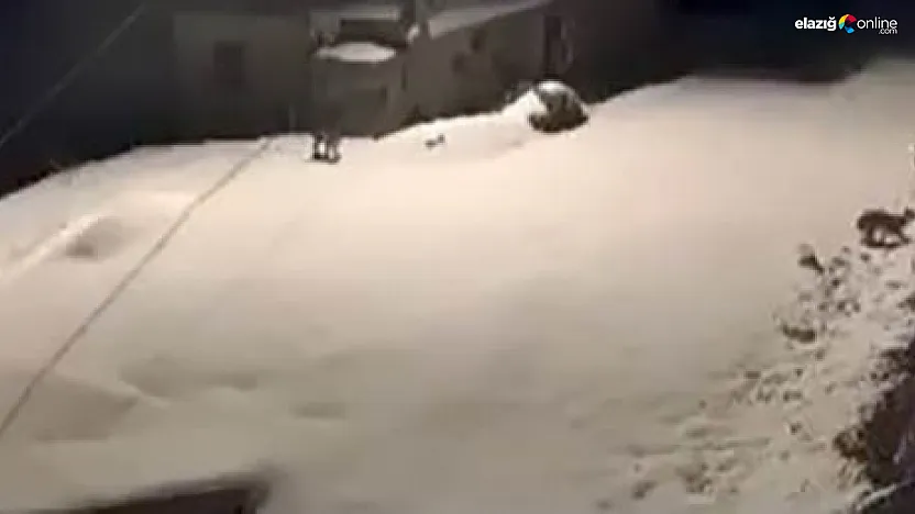 Kapının önünden sessizce geçtiler! Baskil'de vaşakların gece gezintisi kamerada
