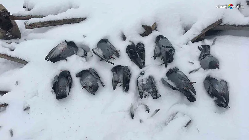 Elazığ buz kesti, kanatlar dondu: Köylüler sabah bu manzarayla uyandı