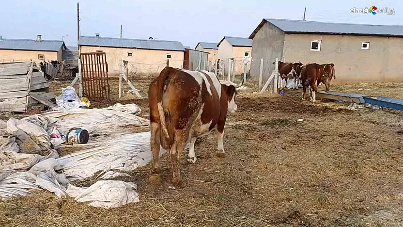 Palu, Kovancılar ve Karakoçan'da Şap Alarmı! Çiftçiler Zor Durumda!