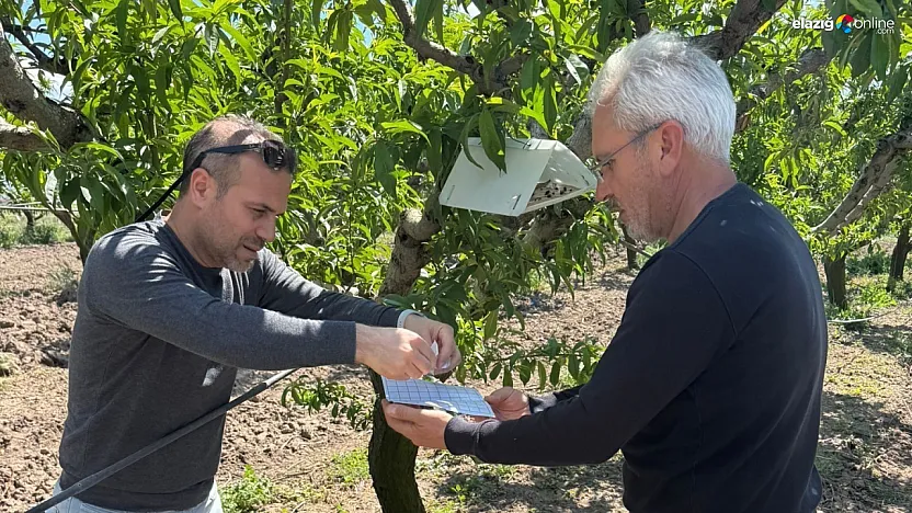 Elazığ'da Tarımda Sürdürülebilirlik: Şeftali Güvesine Feromon Tuzaklarıyla Mücadele!