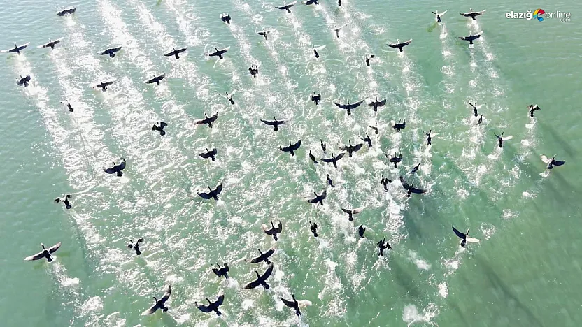 Elazığ Cip Barajı'nda görsel şölen: İşte karabatak sürüsünün masalsı görüntüleri
