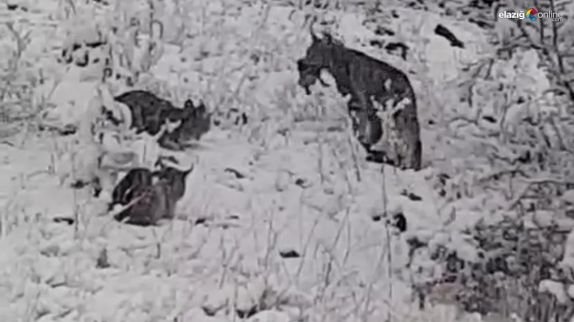 Anne vaşak ve yavruları ziyafet sofrasında görüntülendi