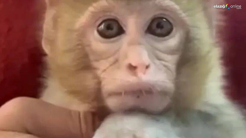 İhbar doğrulandı, yavru maymun güvenli alana taşındı