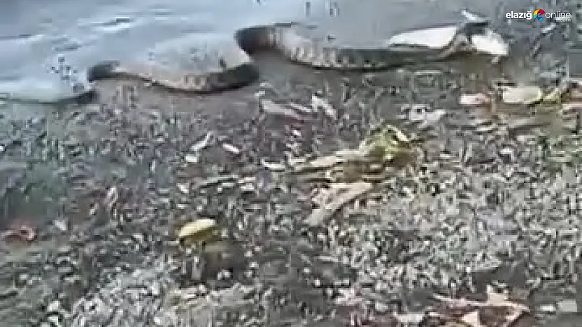 Hazar Gölü'nde Şaşırtan Anlar: Yılan Avladığı Balığı Kıyıya Çekti!