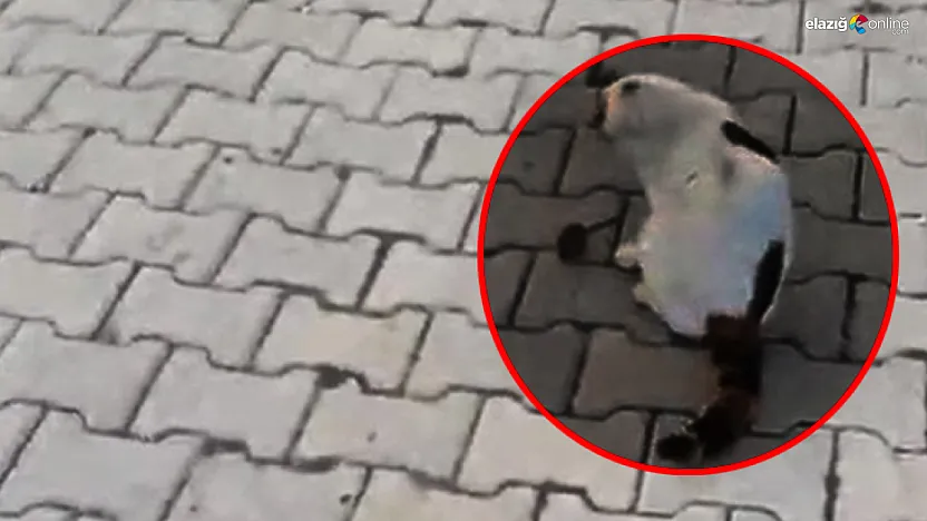 Kedi Fareyi Yakaladı, Sonra Oyun Oynadı! İşte Kameraya Yansıyan Kedi-Fare Oyunu