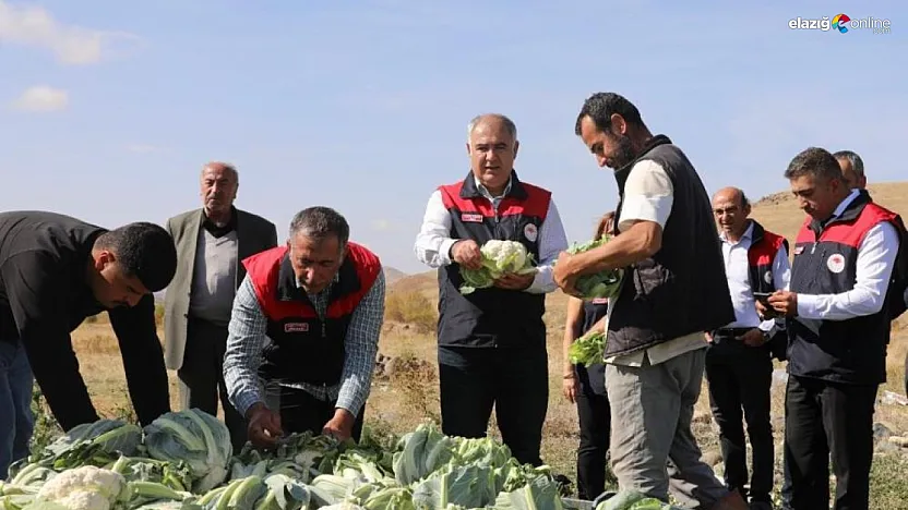 Kovancılar'da 26 Dekarlık Karnabahar Tarlasında Hasat Heyecanı!