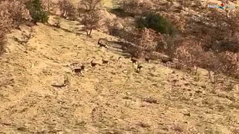 Nesli Tükenme Tehlikesi Altındaki Dağ Keçileri Kameraya Yansıdı!
