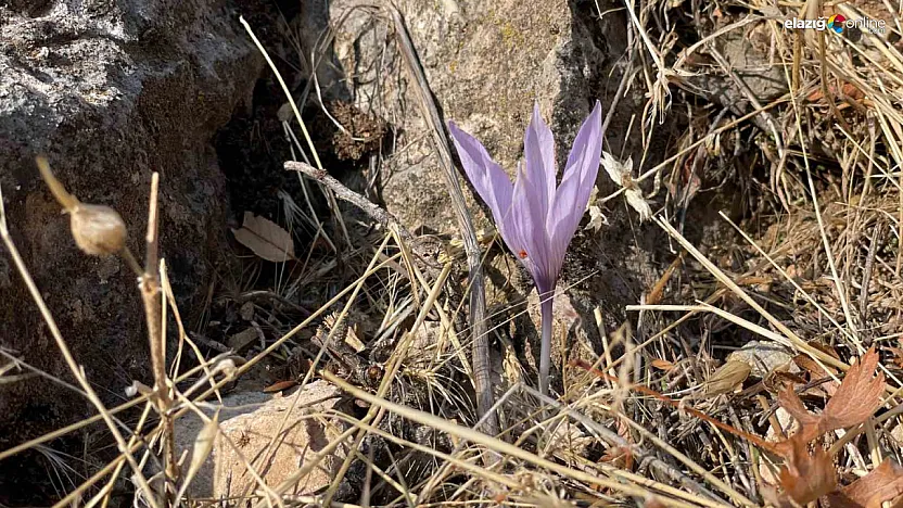 Fotoğrafçılar ve Doğa Tutkunları için Elazığ Ölbe Vadisi'nde Çiğdem Şöleni