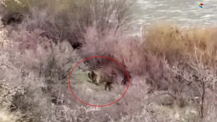 Palu'da Murat Nehri Kıyısında Şaşırtan Karşılaşma: Balıkçı, Anne Ayı ve Yavrusunu Gördü!