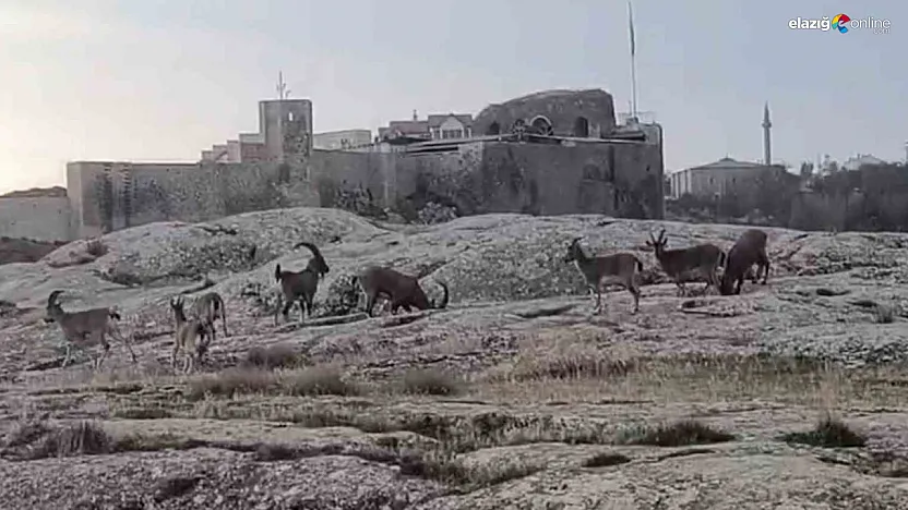 Sabah Saatlerinde Harput'ta Sürpriz Misafirler Kamerada!