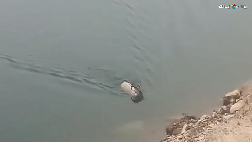 Sarp kayalıkları bıraktı, serin sulara atladı! İşte dağ keçisinin ezber bozan görüntüsü