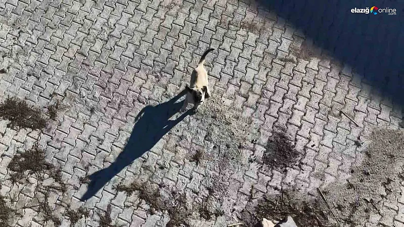 Dronu oyun arkadaşı sandı, peşini bırakmadı