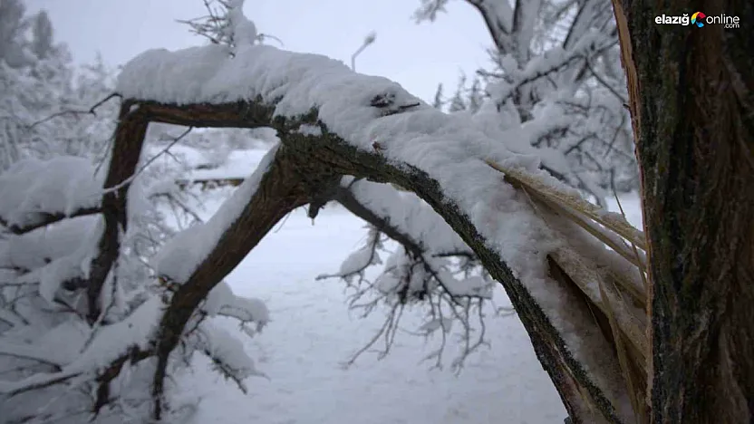 Güzelliği kadar zahmeti de var: Kar yüküne dayanamayan dallar kırıldı