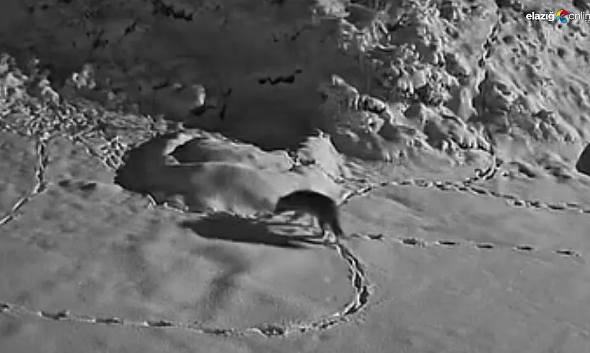 Aç kalan kurt mezraya indi: O anlar kameraya böyle yansıdı!
