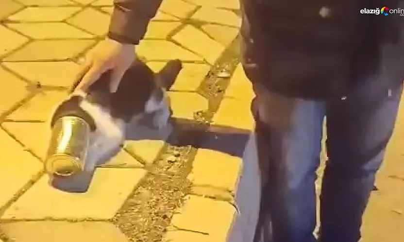 Vatandaşlar fark etti, felaketi önledi: Başı konserve kutusuna sıkışan kedi kurtarıldı