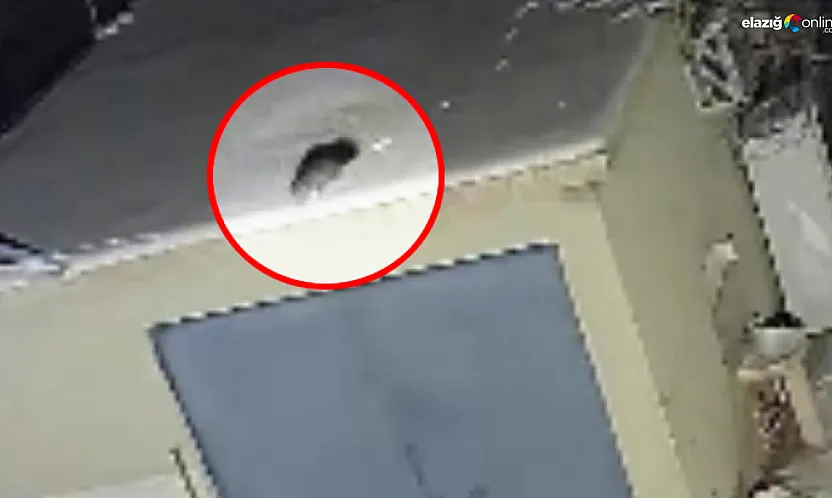 Baskil'de gece yarısı sürprizi: Damdaki gizemli misafir kamerada!