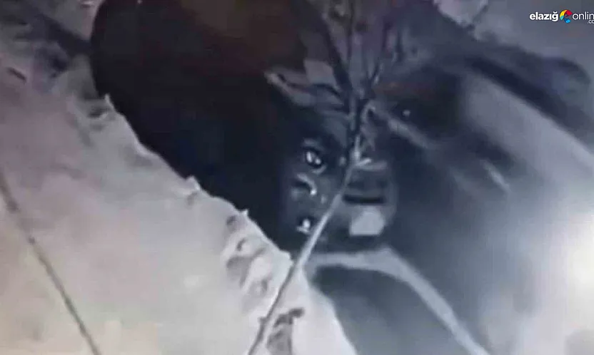 Elazığ'da pişkin sürücü kamerada! Önce çarptı sonra kaçtı!