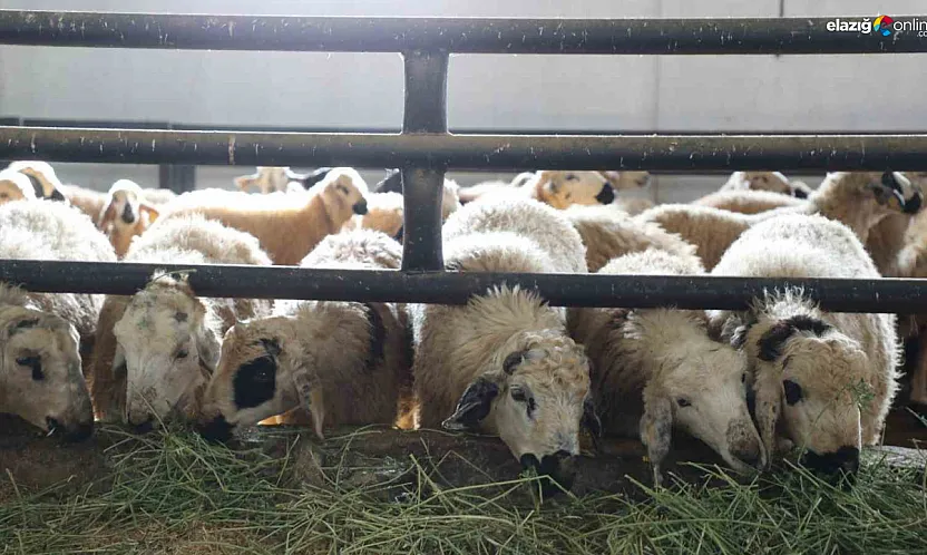 Elazığ'da Kırsal Kalkınmaya Örnek Proje: 120 Başlık Ağıla Devlet Desteği