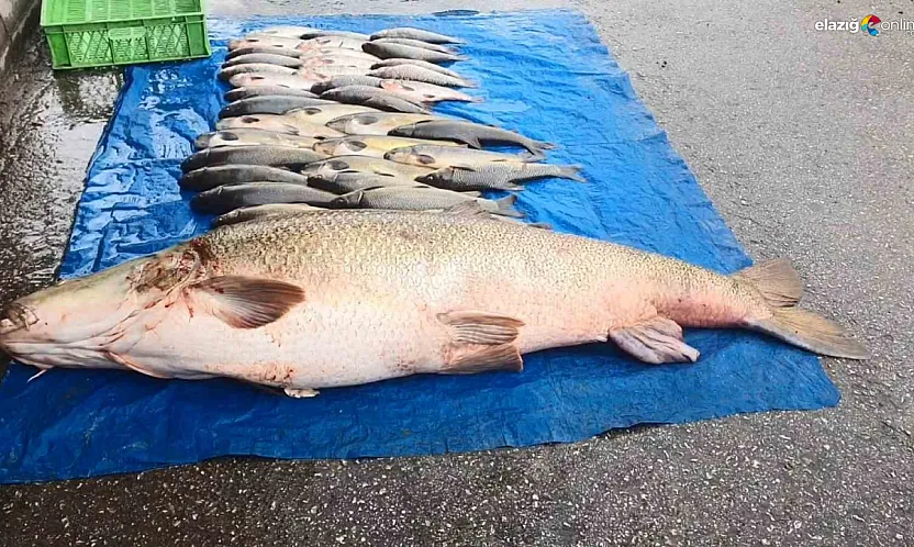 Balık değil sanki küçükbaş hayvan! Kilosunu duyunca şaşıracaksınız