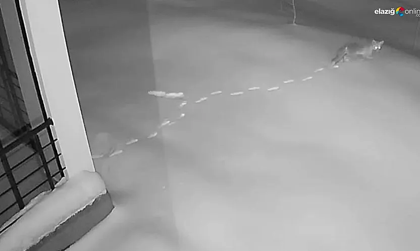 Köy meydanında yaban safarisi! Maden'de aç kalan hayvanlar kapıya dayandı