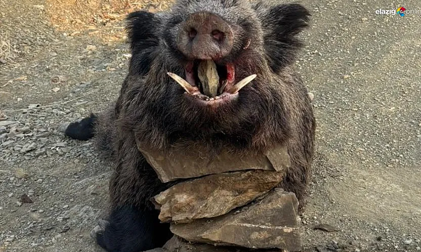 Çiftçilerin korkulu rüyasıydı: 200 kiloluk yaban domuzu avlandı