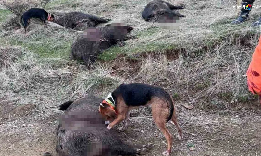 Baskil dağlarında 250 kiloluk yaban domuzu avlandı