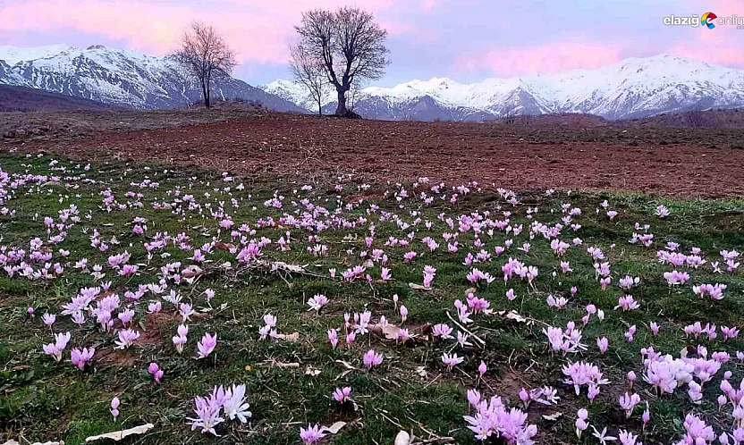 Arıcak'ta Şubat sürprizi: Tarlalar çiğdemlerle renklendi