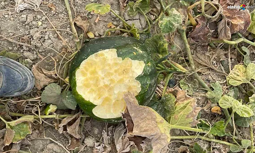 Elazığ'da Domuz Sürüsü Mahsulleri Talan Etti, Çiftçiler İsyanda!