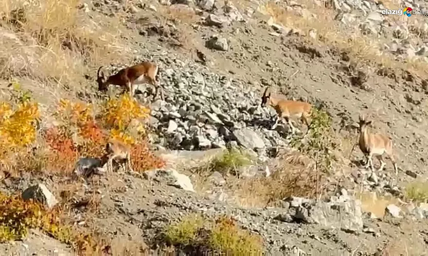 Koruma Altındaki Dağ Keçileri Palu'da Doğaya Renk Kattı