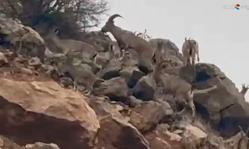 Palu'da Koruma Altındaki Dağ Keçileri Sürü Halinde Görüntülendi!