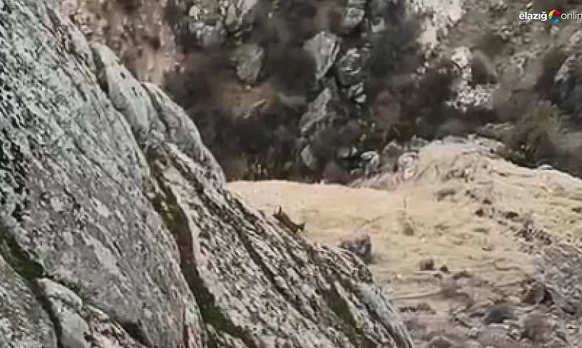 Doğaseverin objektifi Harput'un yaban hayatını kaydetti