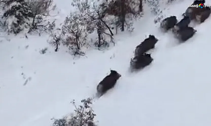 Karlar içinde koşan sürü dronu görünce ne yapacağını şaşırdı!