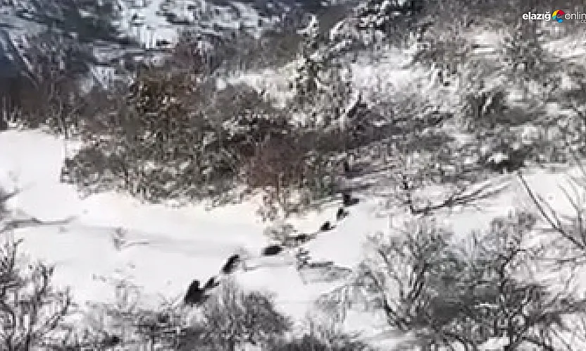 Baskil'in davetsiz misafirleri kamerada!