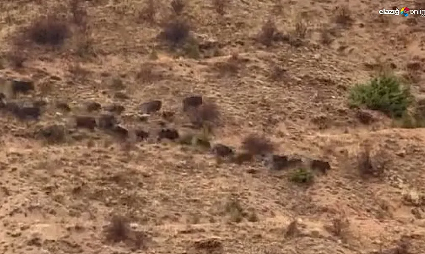 Baskil'de Yiyecek Arayan Domuzlar Kameraya Yakalandı!