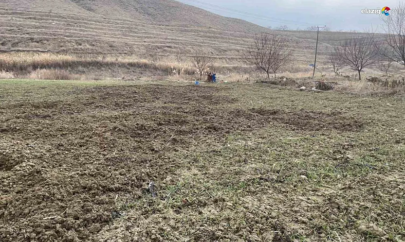 Baskil'de çiftçinin 'Domuz' kabusu: Bir gecede 10 dönüm ekili alan altüst oldu
