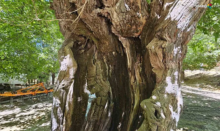 Elazığ Kaplıkaya Köyünün Yüzyıllık Dut Ağaçları Tarihiyle Dikkat Çekiyor!