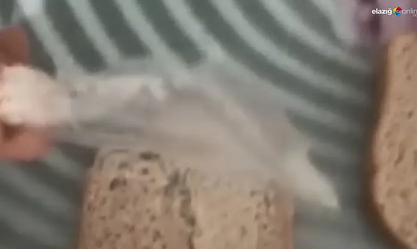 Elazığ'da gıda hijyeni yine gündemde: Ekmeğin içinden çıkan şok etti