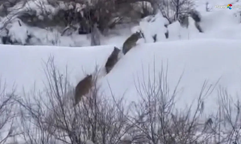 Beyaz örtüde sessiz av: Kurt sürüsünün mezra turu kameraya yansıdı