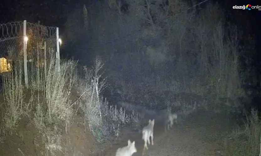 Sivrice Kürk Köyü'nde kurt paniği